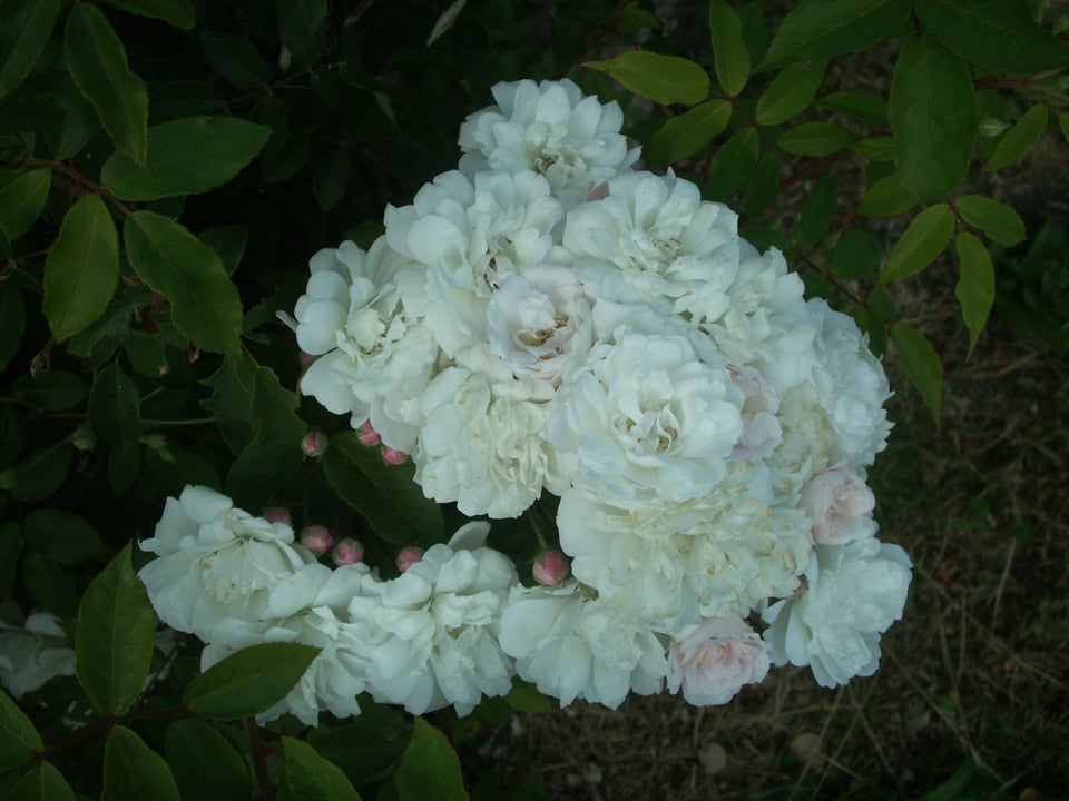 Roses photographed at Oakland's Morcom Rose Garden on a Konica Minolta Dimage X-1 digital camera.
