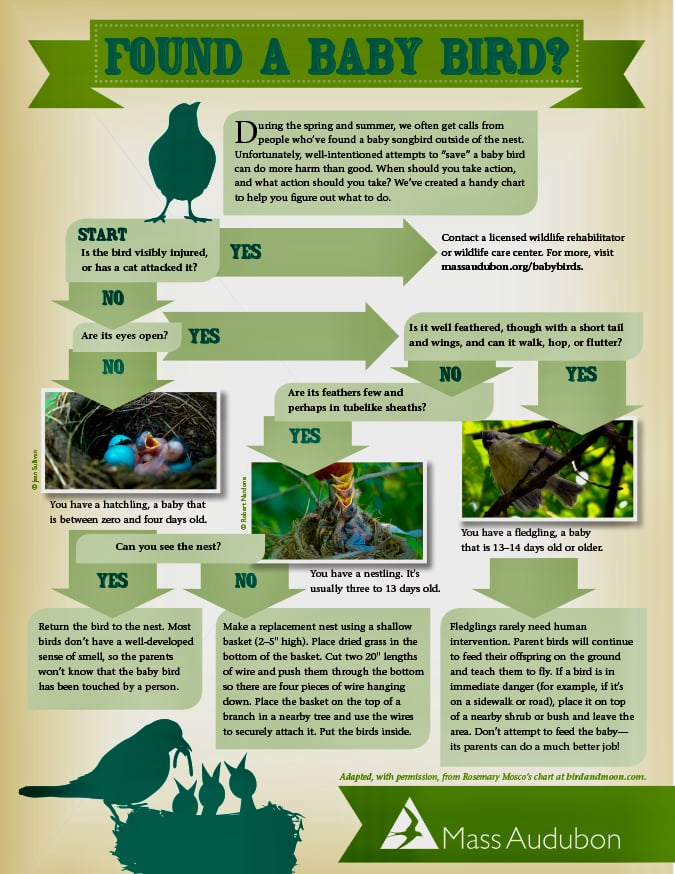 a decision tree from Mass Audubon that can help guide your actions if you come across a solitary baby bird in the wild.
