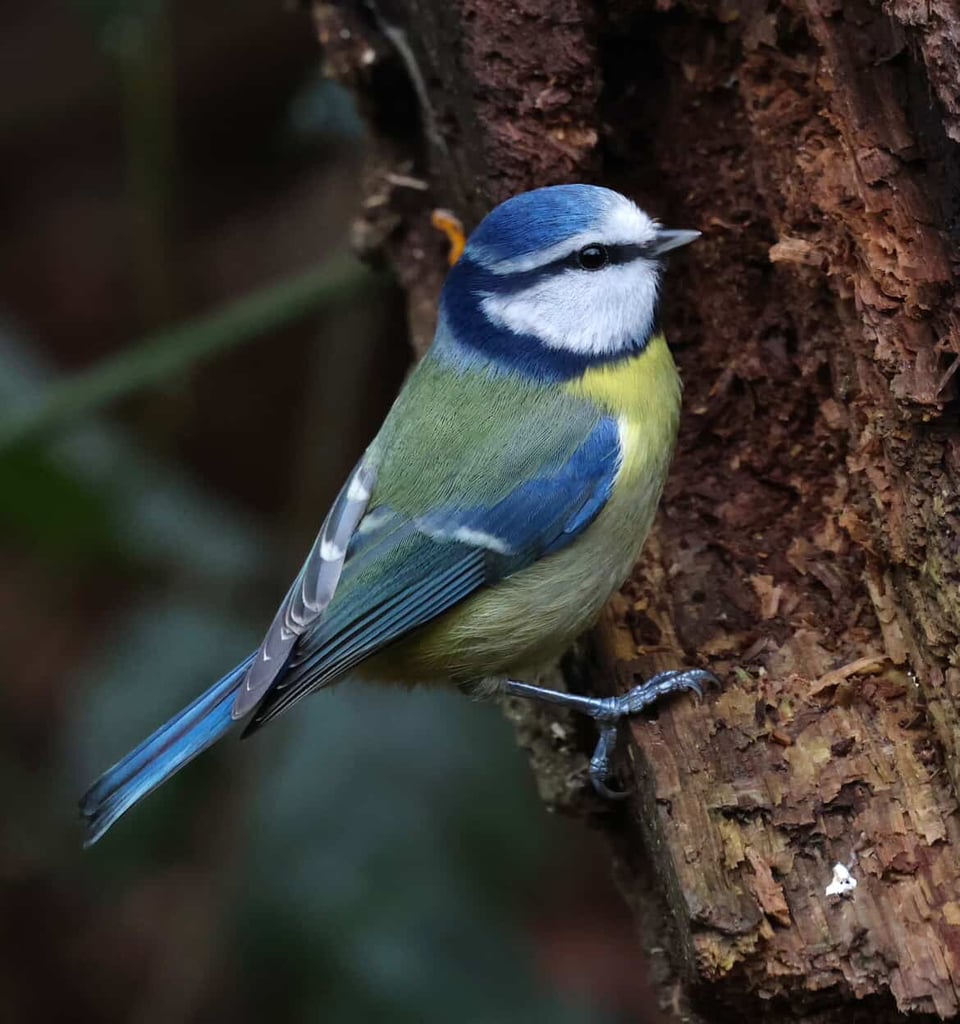 A blue and yellow bird (blue tit) is clinging onto a dark reddish brown piece of wood. Image by Katy Lassetter.