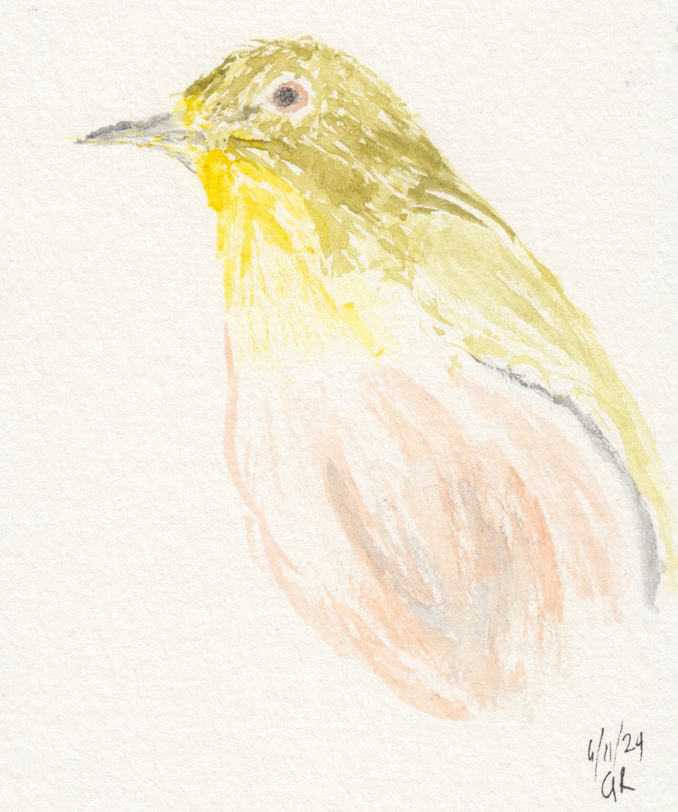 watercolor postcard of a Japanese White Eye bird