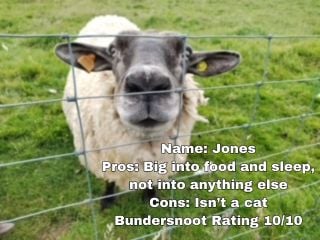 Picture of a sheep looking through a fence with the following text: Name; Jones Pros: Big into food and sleep, not into anything else Cons: Isn't a cat Bundersnoot Rating 10/10