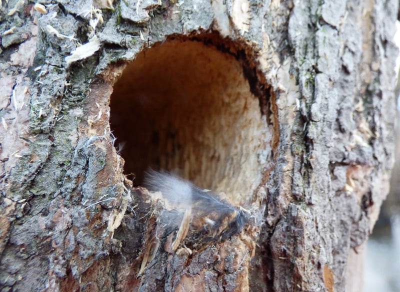 What made such a perfect little home in the soft wood of this dying tree? Downy Woodpeckers, Bruce tells us. / Photo by Bruce Ause