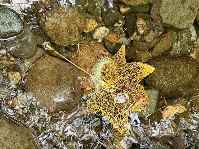 A lacy yellow leaf in a stony stream.