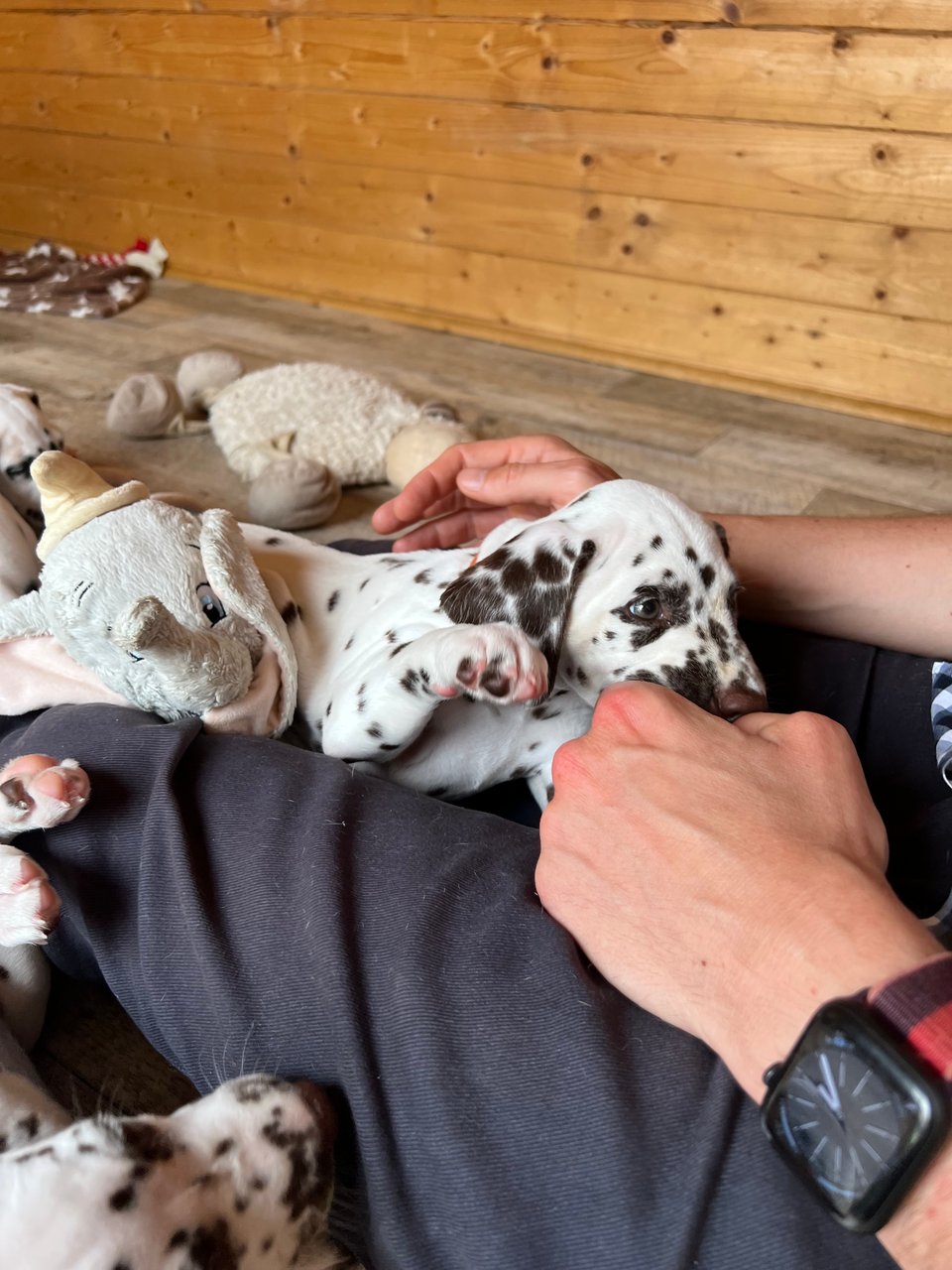 My lap with tiny Sunny in 2023.