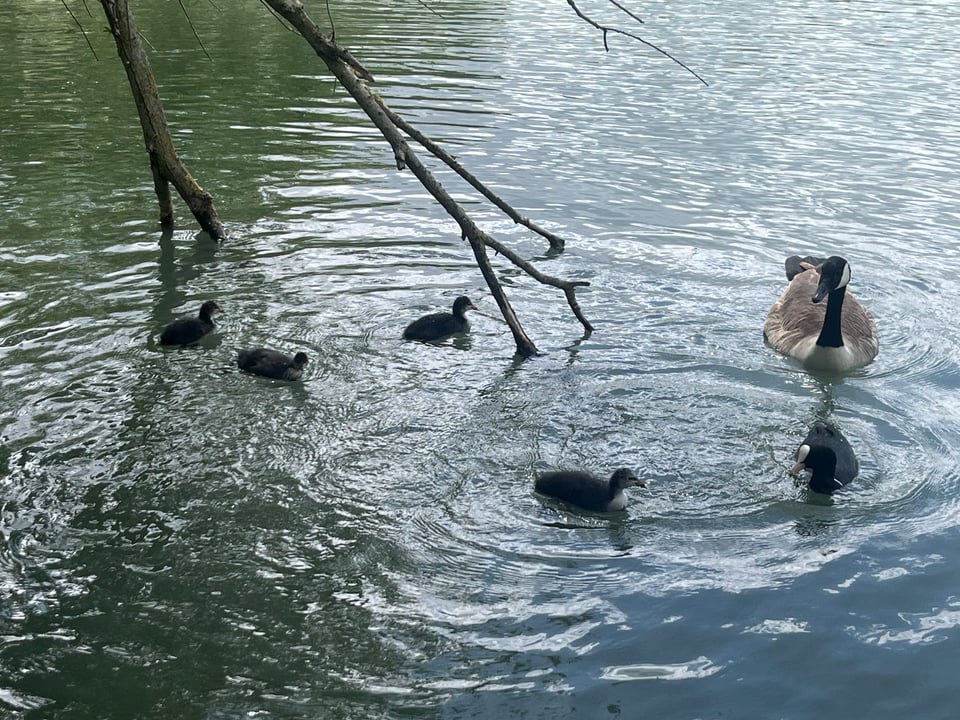 Photo of a lake with four small and scraggly-looking birds, accompanied by a coot and a Canada goose.