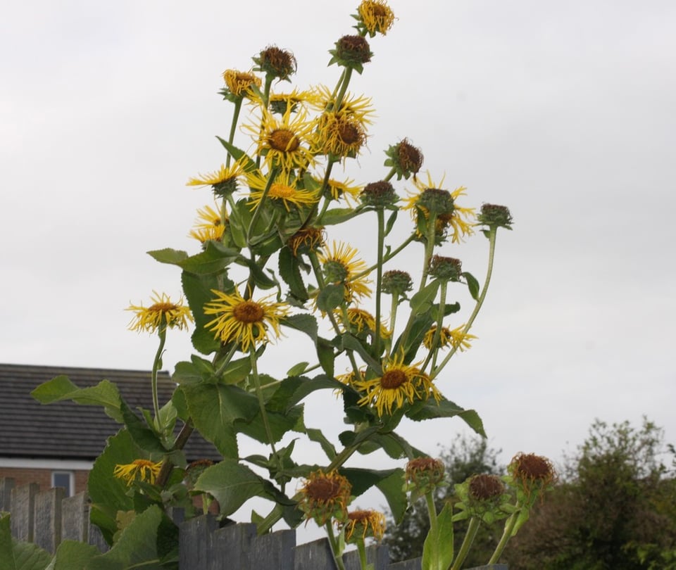 enormous spray of yellow elecampane flowers, apparently higher than a rooftop in the background