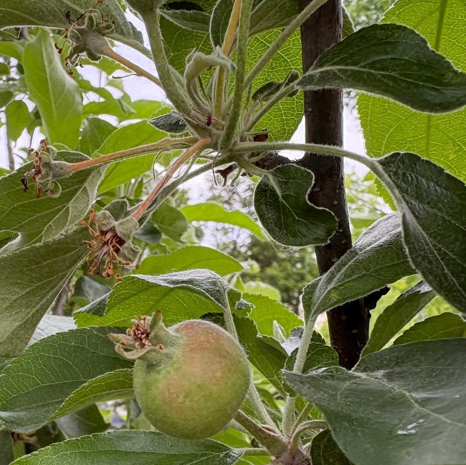 Confessions of an impatient, lazy gardener