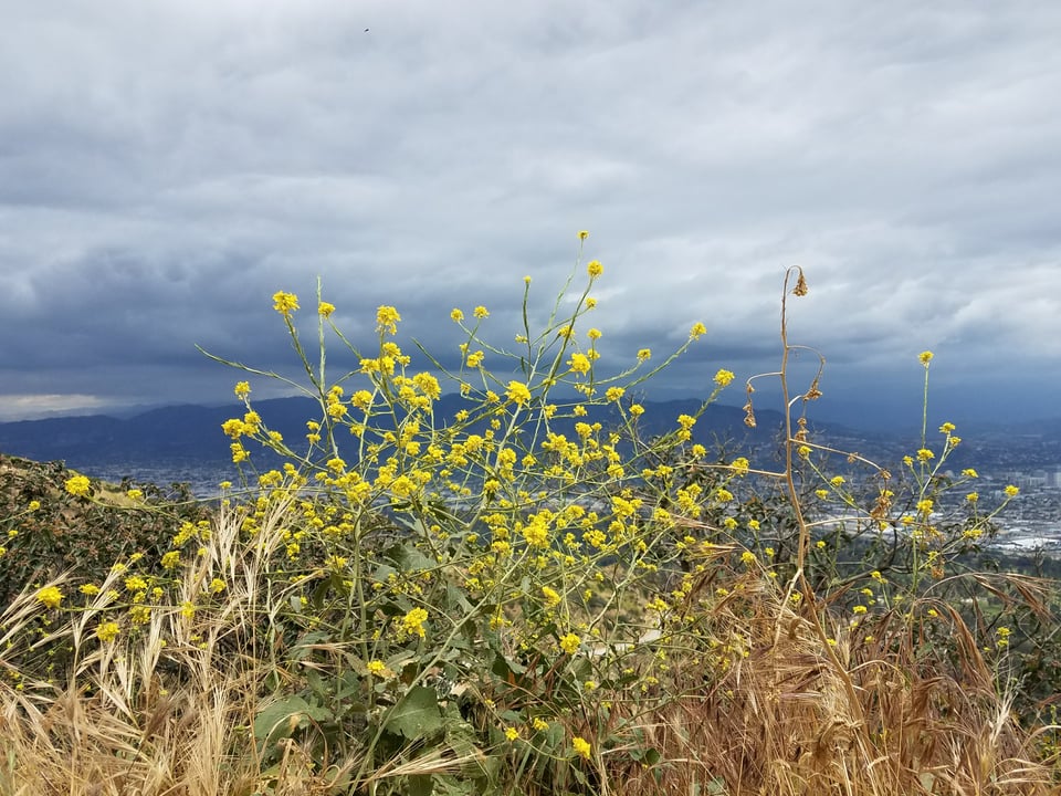 A mustard bush surrounded by tan seeded grasses. The yellow mustard flowers foreground a stormy sky and the Verdugo Mountains above Burbank.