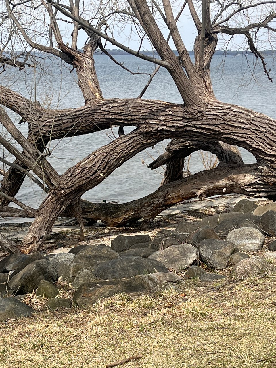 horizontal tree trunks bending down over and into water, with rocks and yellow grass in the foreground