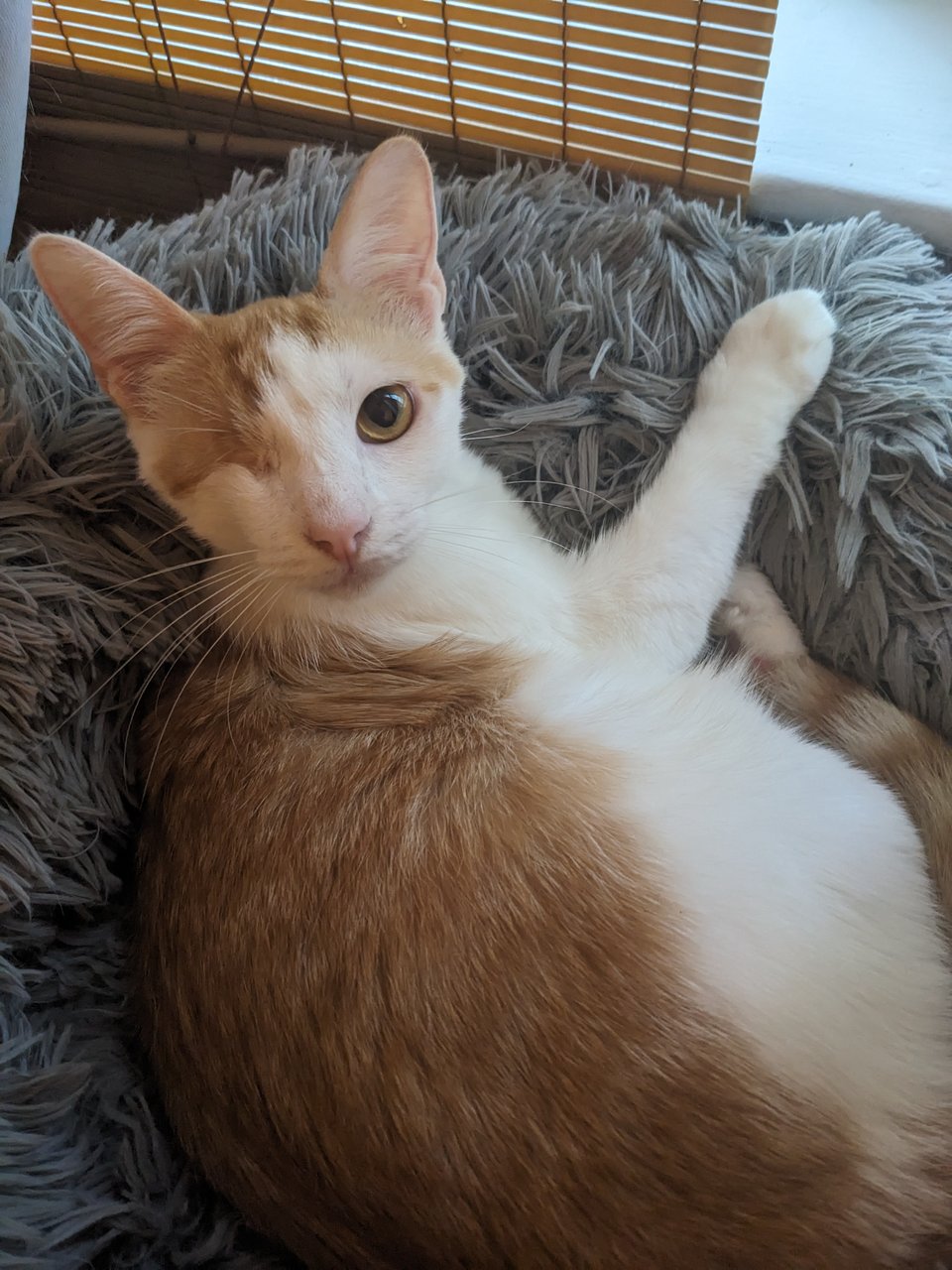Ira, a one-eyed half orange/half white cat, sitting in a fluffy gray cat bed.