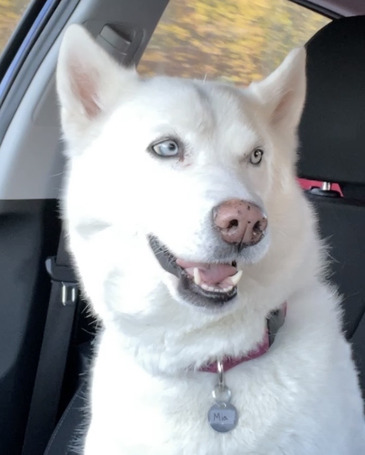 A photo of beautiful white husky with a pink nose sitting in a car.