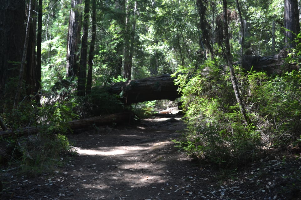 A trail through a forest with thin trees on either side. A much thicker tree has fallen across the path, but is not touching the ground, forming a kind of bridge.