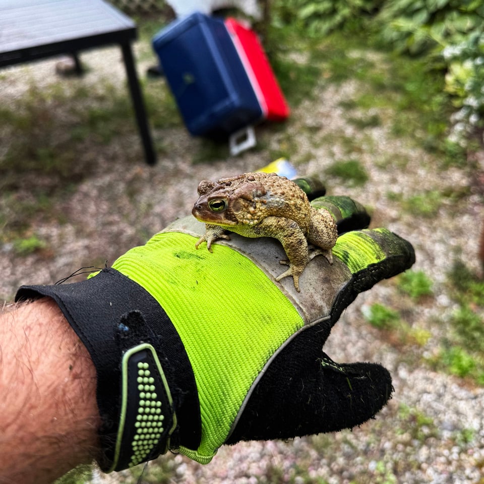 a toad that escaped the lawnmower chilling on the back of a work-gloved hand