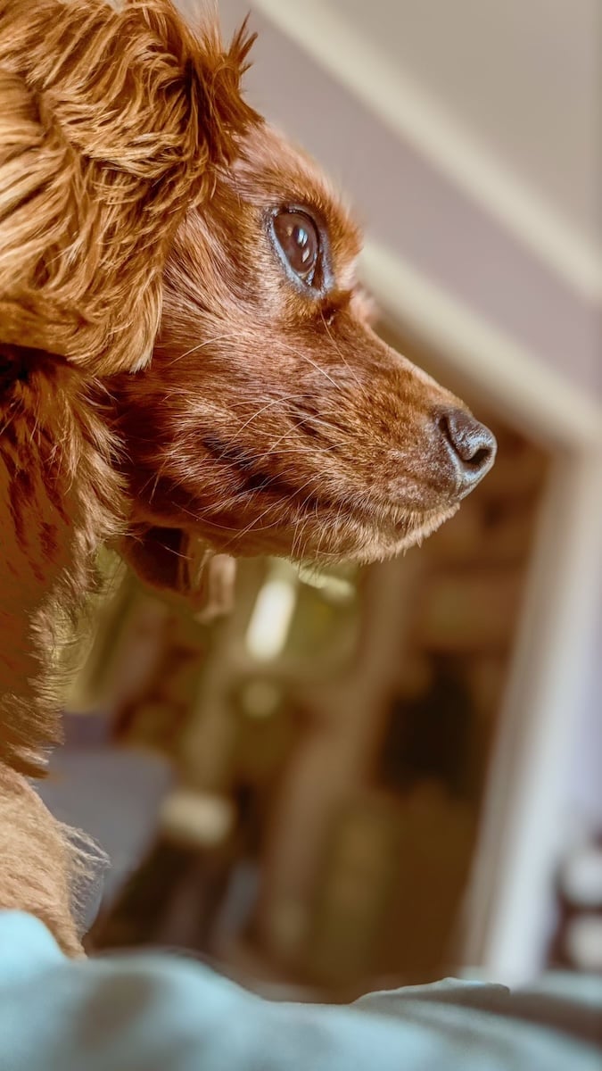 A cute dog in profile.