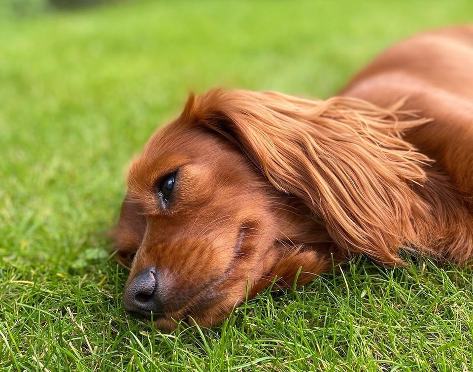 Radio lies on the grass, a dreamy look in his eye.