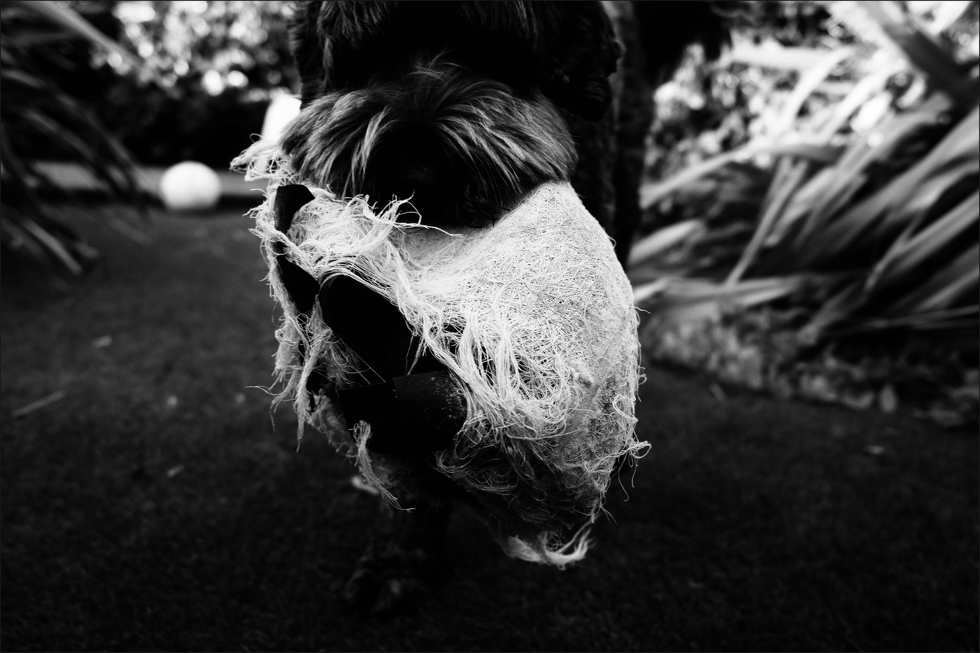 Photo of Ada with her favourite ball.