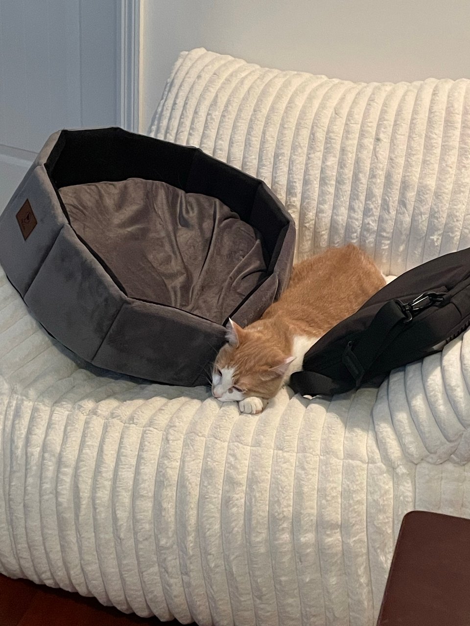 Timmy determined to sleep in his spot despite adversity