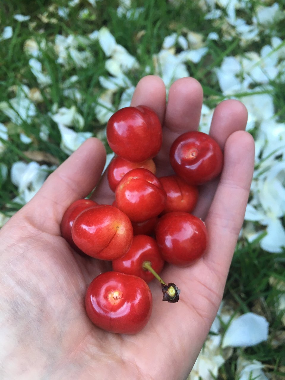 A handful of freshly picked glossy red cherries. In the background is grass covered with white rose petals. Image by Rowan Ambrose.