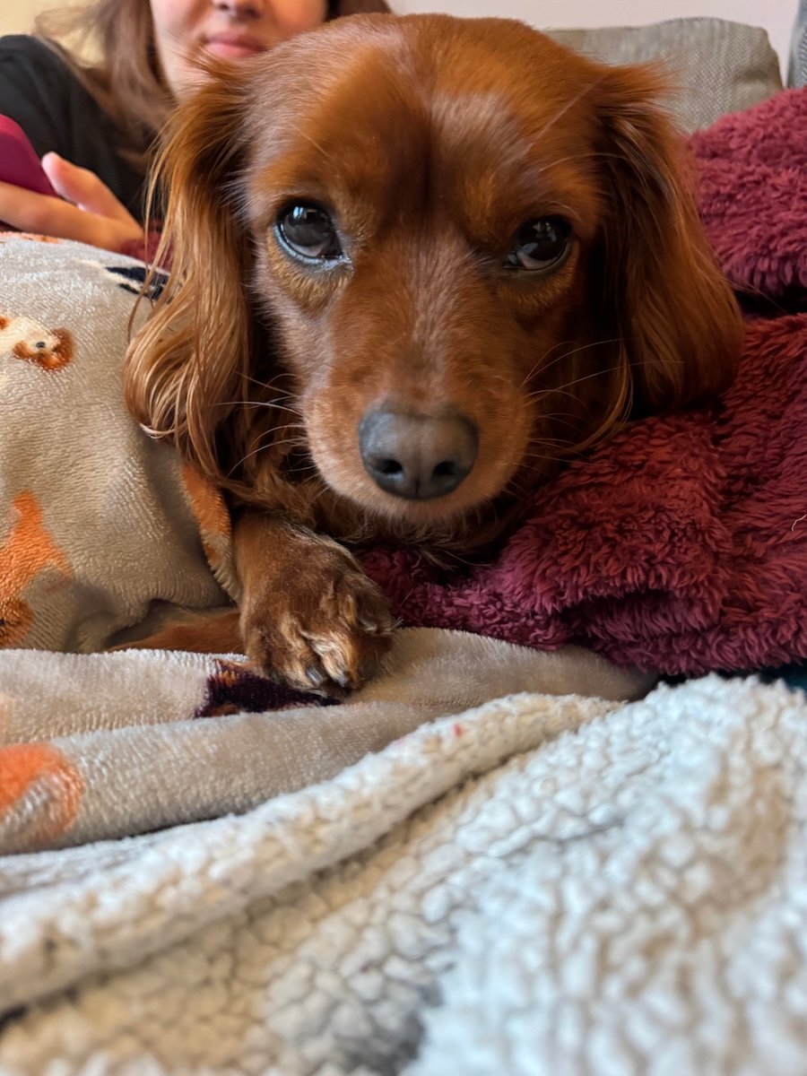 A cute dog relaxing.