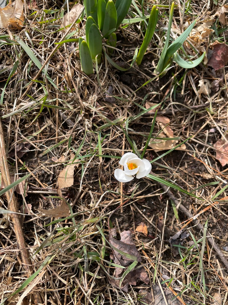 A white crocus begins to open its petals in the brown grass
