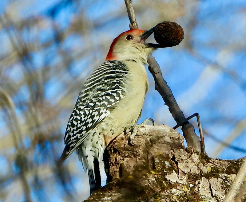 A Red-Bellied Woodpecker busied itself gathering food in the park. All winter, the red-bellieds (whose alleged red bellies are less noticeable than the red atop their heads) scold us with their familiar shrill chur-chur-chur call. / Photo by Steve Dietz
