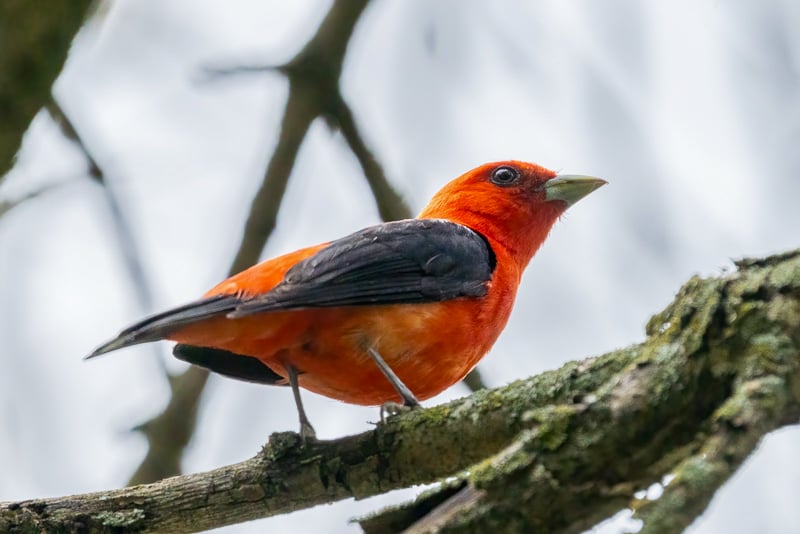 A Scarlet Tanager. These bright, beautiful insect eaters spend winters in South America, summers with us. / Photo by Earl Bye