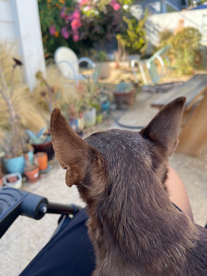 a Chihuahua mix's head as seen from behind on a lap, with a blurry yard and garden in the background