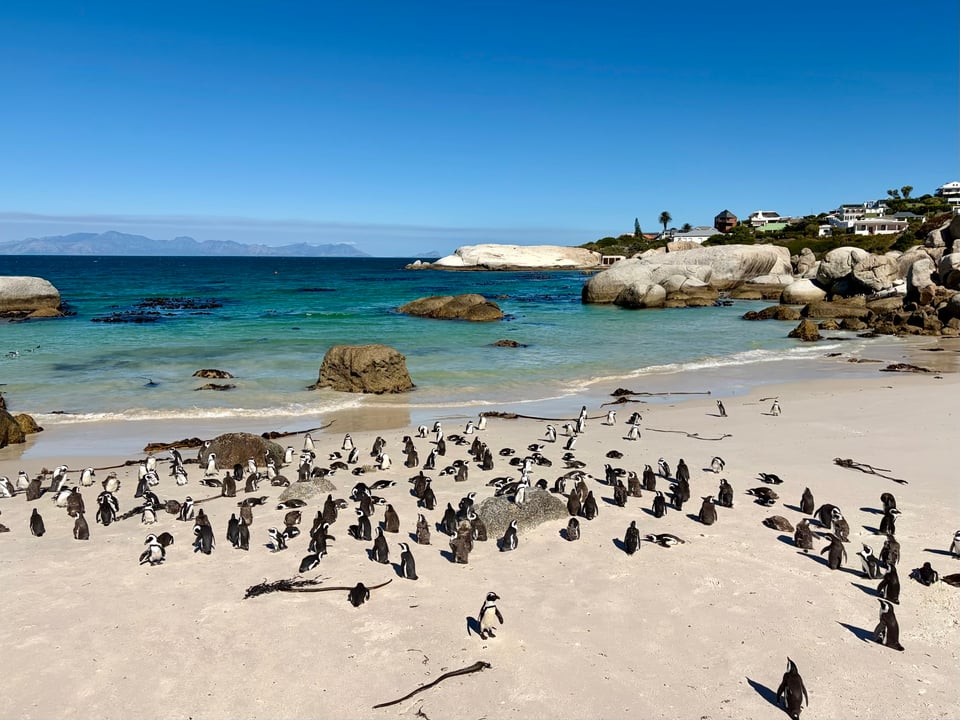 Lots of African penguins in front of a blue ocean