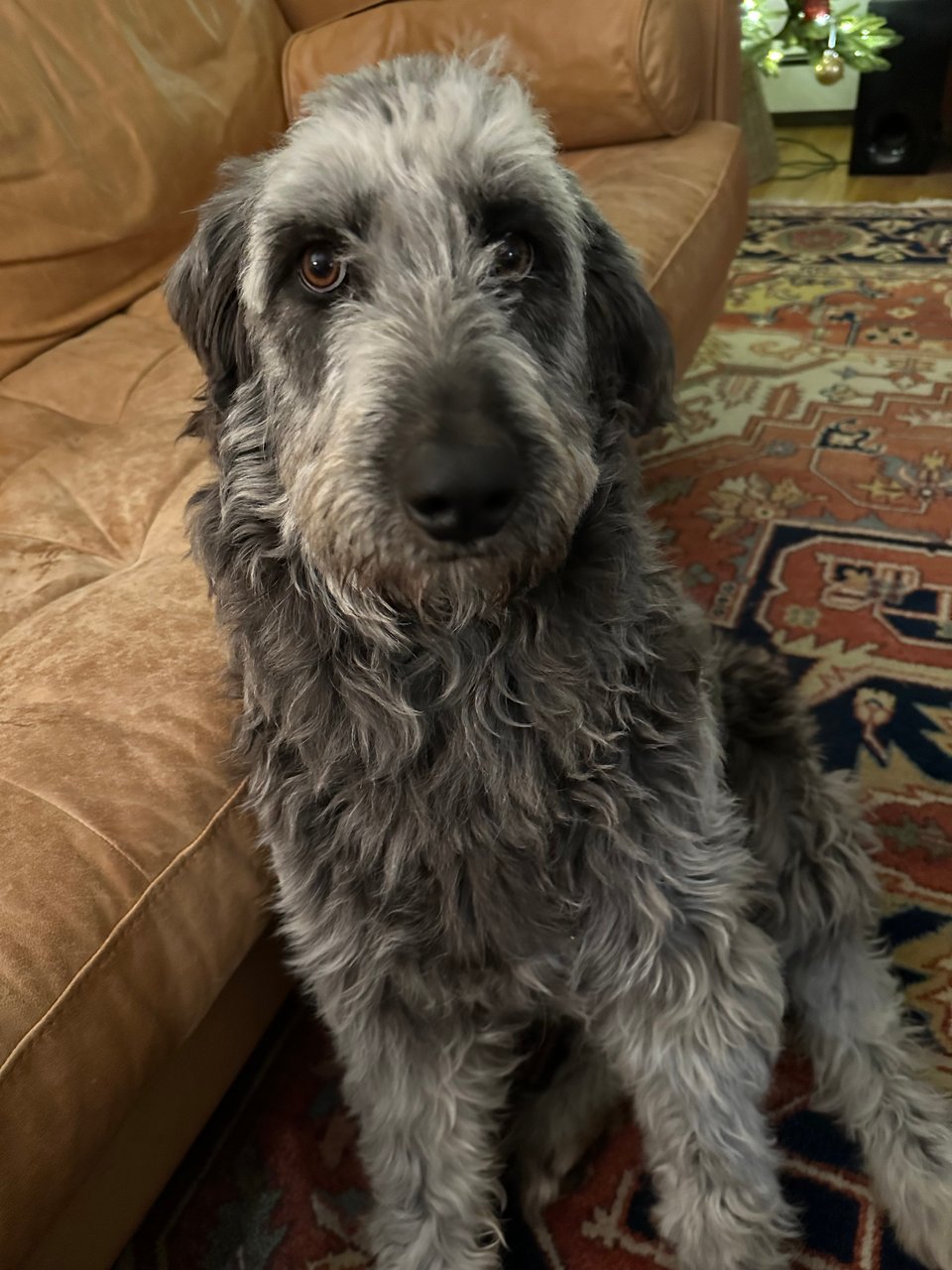 photo of grey Aussiedoodle sitting on a rug next to a light-brown leather sofa, looking at the camera with soulful brown eyes; she needs a grooming