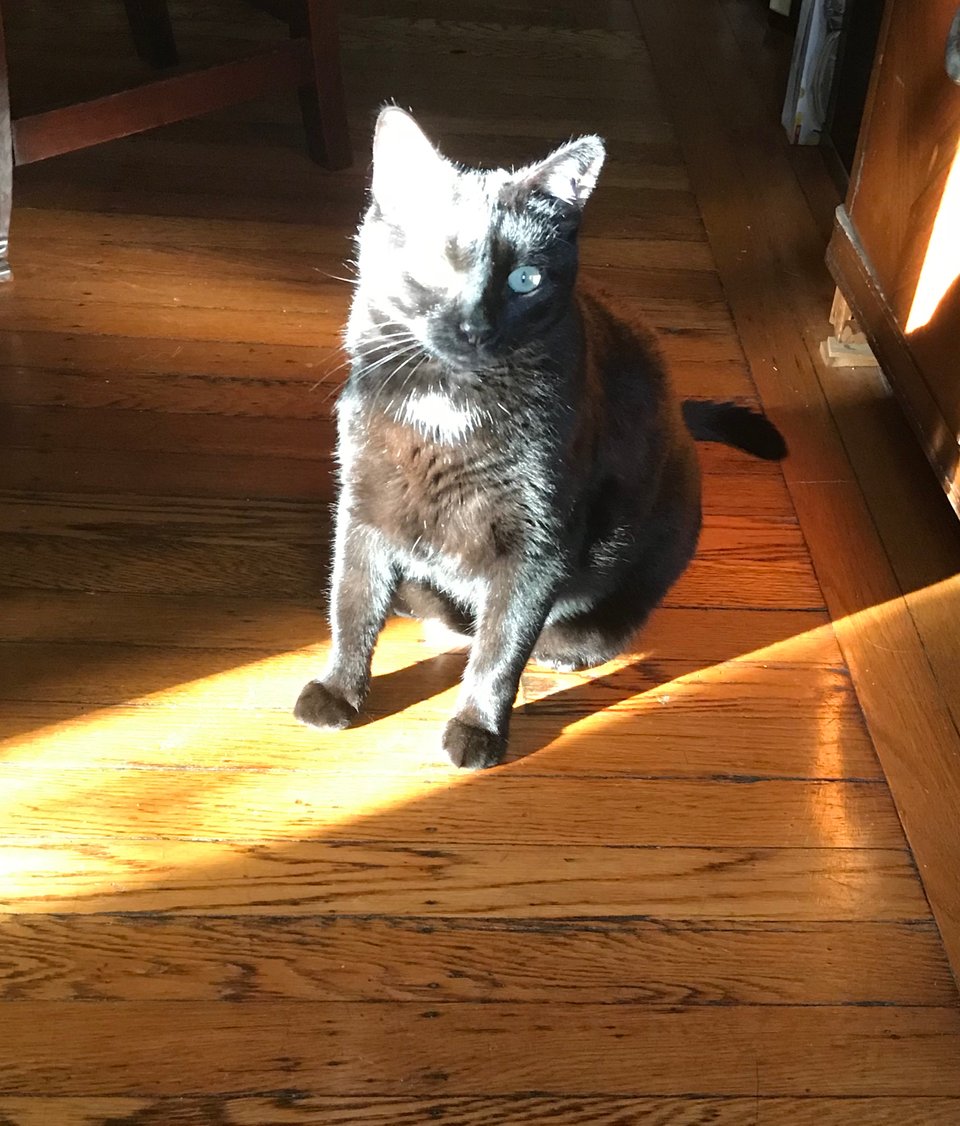 adorable black cat catches morning sun ray