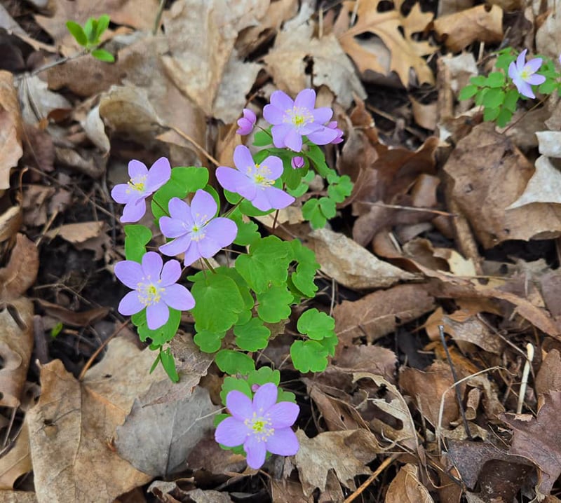 Could anything be prettier? Rue anemone (Thalictrum thalictroides), a spring ephemeral. There’s also a false rue anemone (Enemion biternatum), which is also native, and pretty. / Photo by Pamela Miller