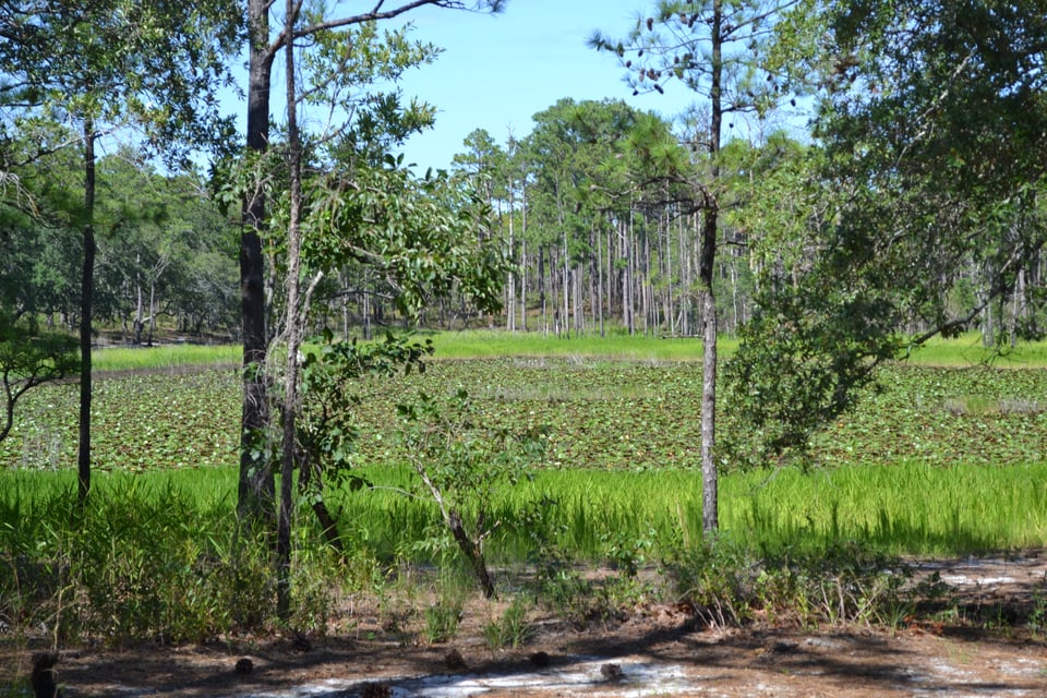 A large pond completely covered in lilies, surrounded by slender pine trees.
