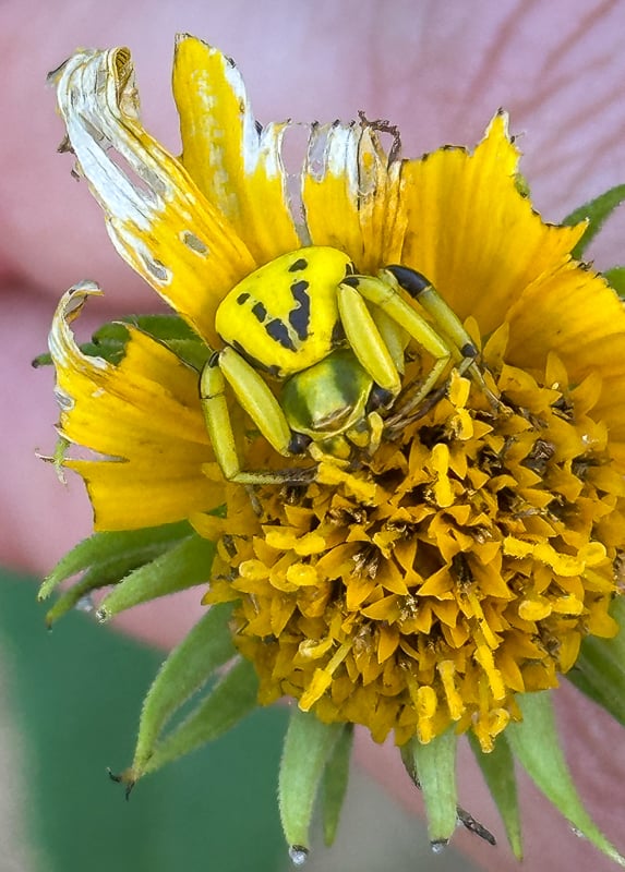 On Candlenight (Jan. 31), we’ll once again offer a nature photography show at the main picnic shelter. Just one of the beautiful images you’ll see: A White-Banded Crab Spider, posted on iNaturalist by Tanner Barnhart on Aug. 24, 2025.