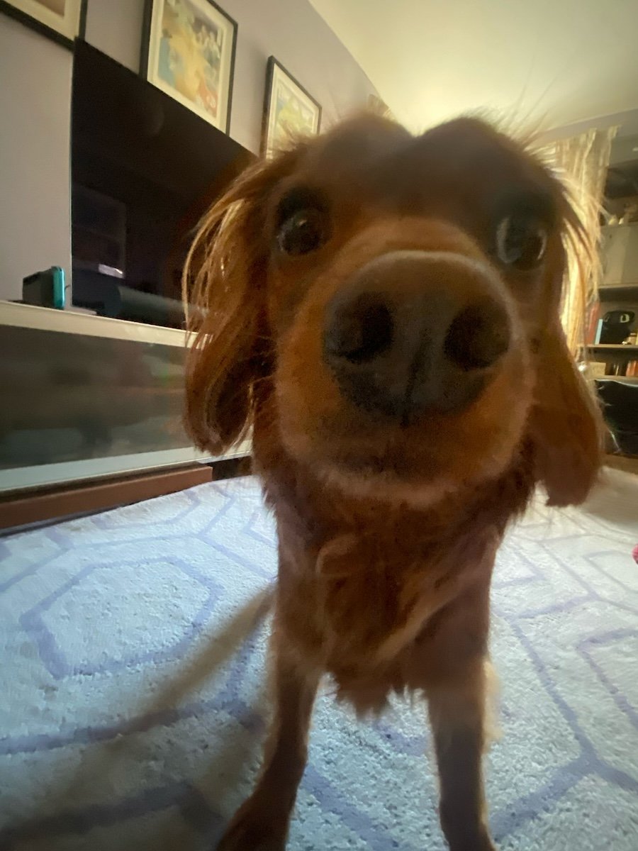 Radio is sniffing the camera.