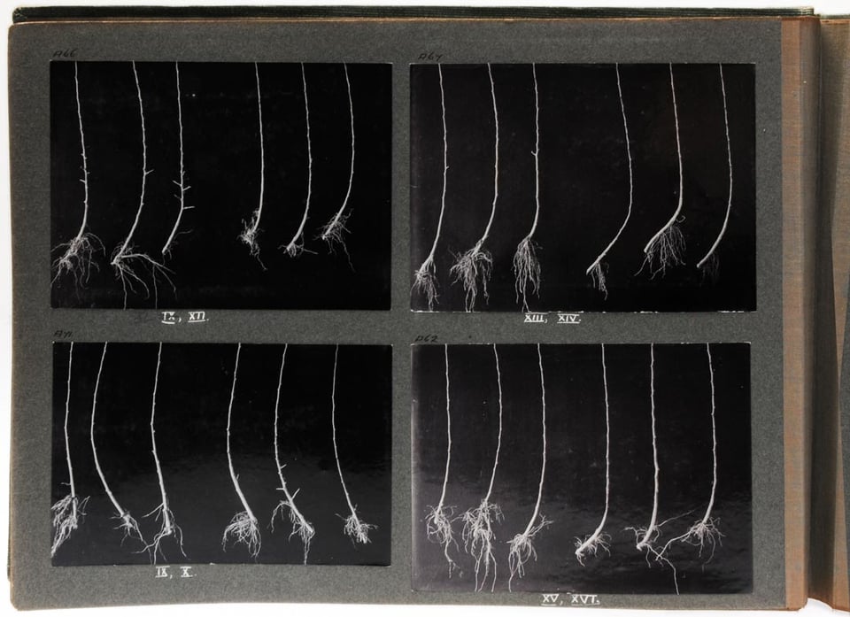 Record of work on roots 1930s © NIAB EMR