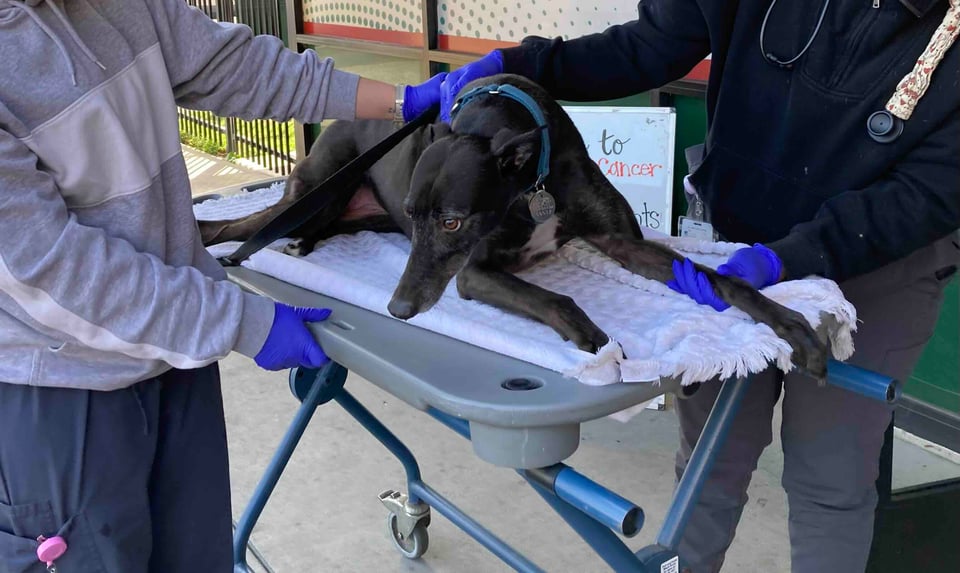 A black greyhound is being rolled on a gurney into the pet emergency room by two veternary technicians. Her head is hung low, and she's looking back at the car in the parking lot.