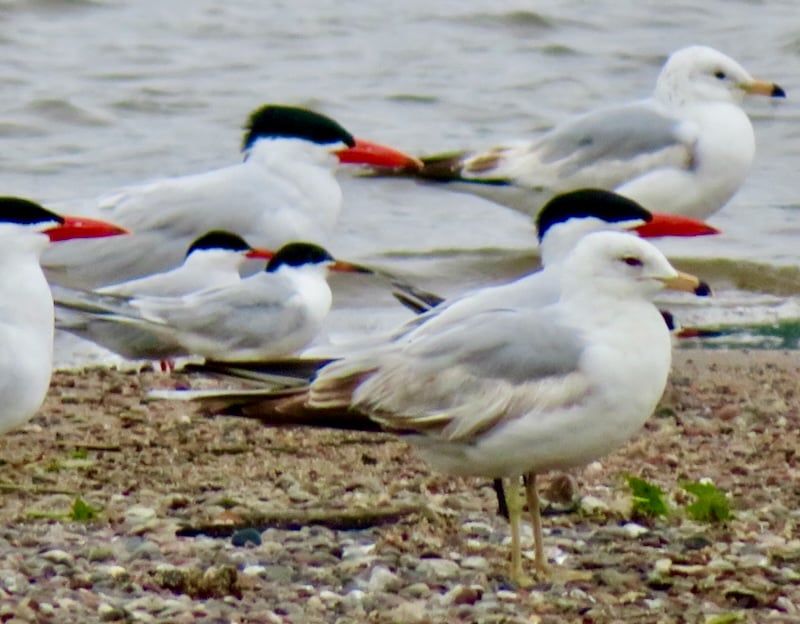 Terns—Forster's (smaller) and Caspian—pass through in May. Your best chance of seeing them is on Sand Point. And some Ring-billed Gulls. / Photo by Steve Dietz