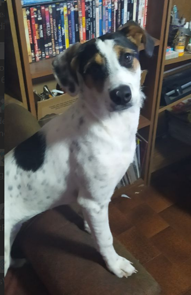 Lumen, la cachorra que se resiste a comer comida orgánica y prefiere los procesados, como por ejemplo, muebles.