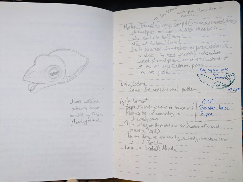 Photo of a notebook spread with a pencil sketch on the left side of an extremely cute dwarf cuttlefish, and hastily scribbled notes on the right. There is also a squid doodle in pen from Kat Bolstad, and a note in pen about when we were planning to go tidepooling.