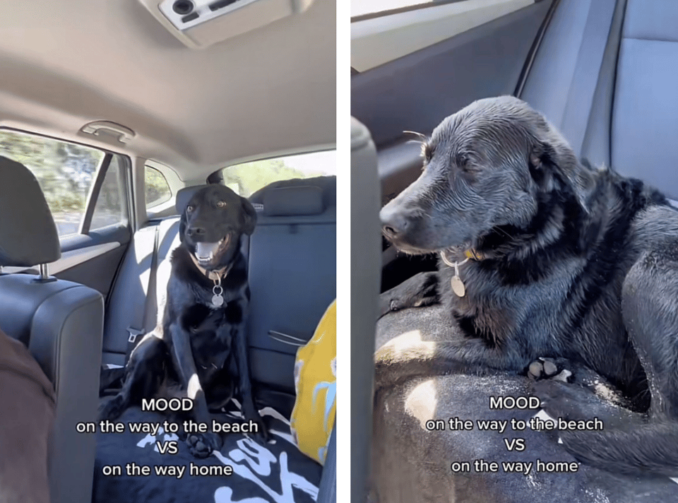 Two images of a dog sitting in the back seat of a car and the words "Mood: On the way to the beach vs. on the way home." The dog on the way to the beach looks extremely thrilled and excited and that same dog coming back from the beach is sleepy, wet, and covered in sand.