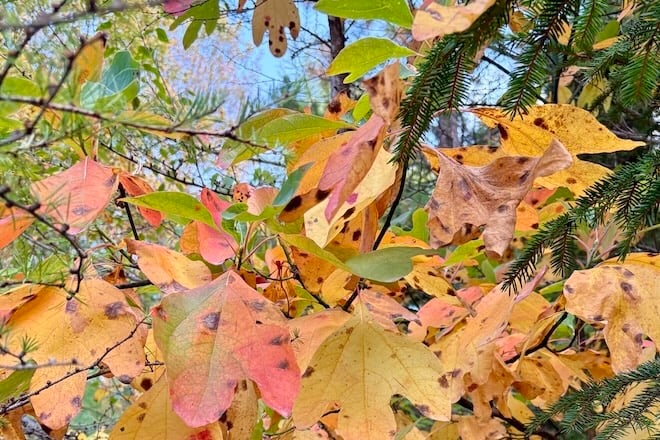 Sassafras' orange and red fall foliage