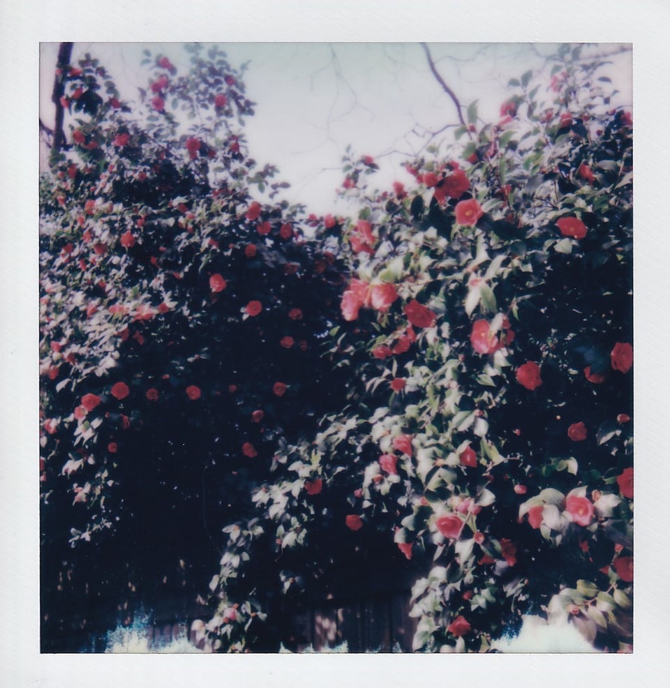 A Polaroid of blooming red flower bushes cascading over a wooden fence.