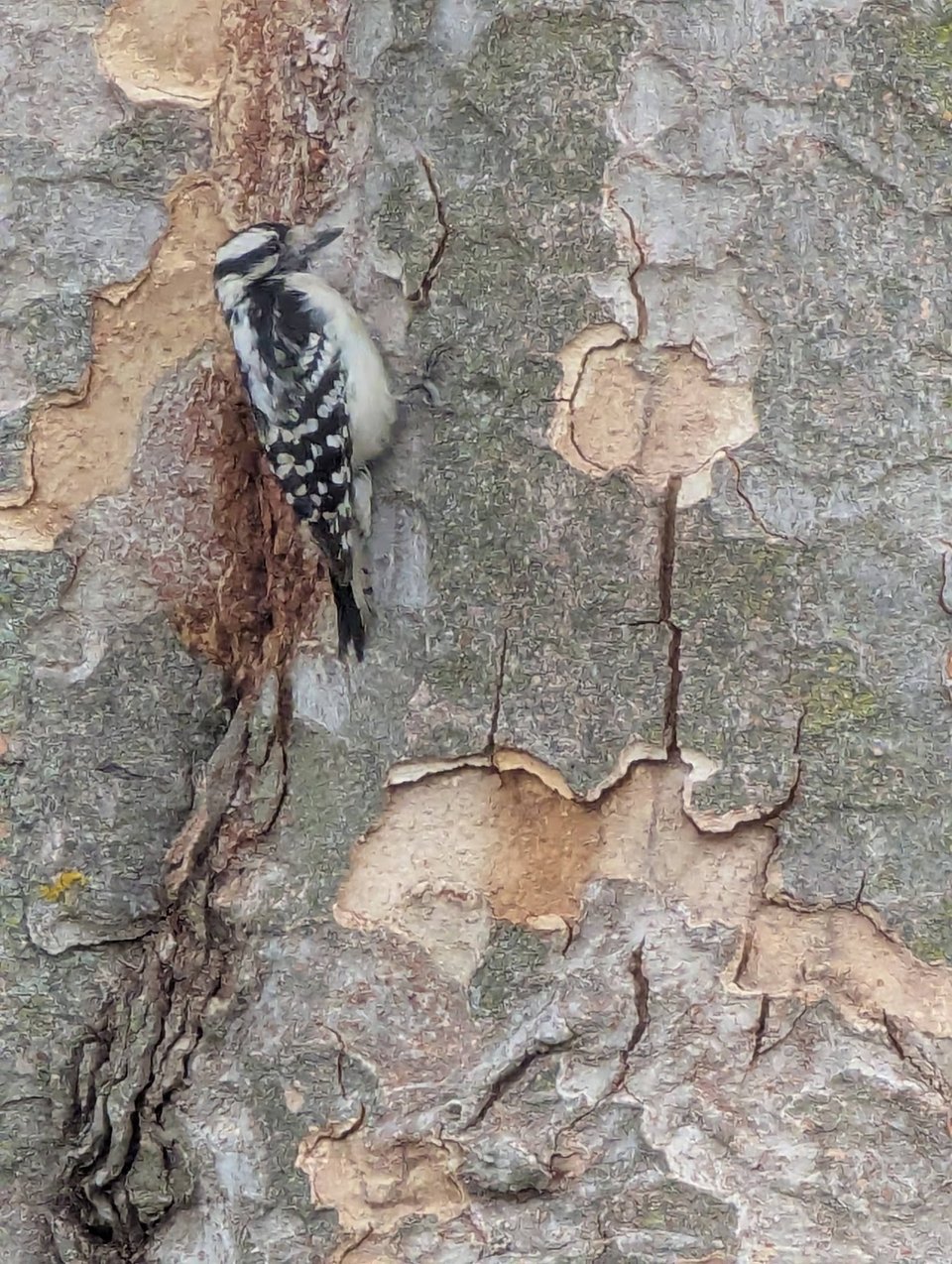 failing empires and fluffy beasties