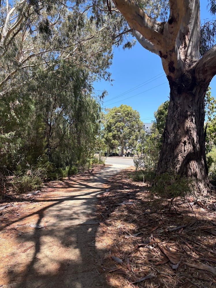 Photo of a shaded pedestrian path with a large tree on one side and shrubbery on either side.