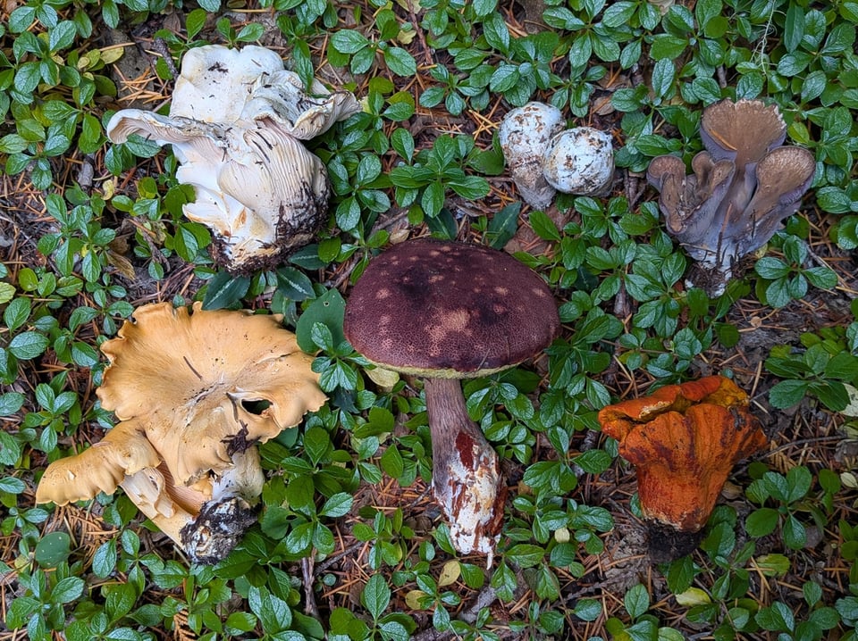 six different species of mushrooms are laid out on a bed of evergreen needles and small green leaves.