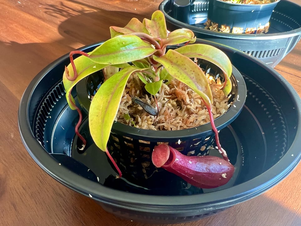 nepenthes pitcher plant