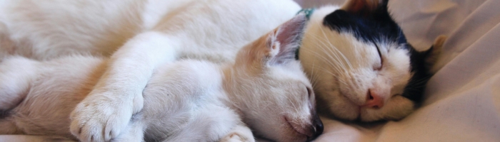 a cat and a kitten sleeping