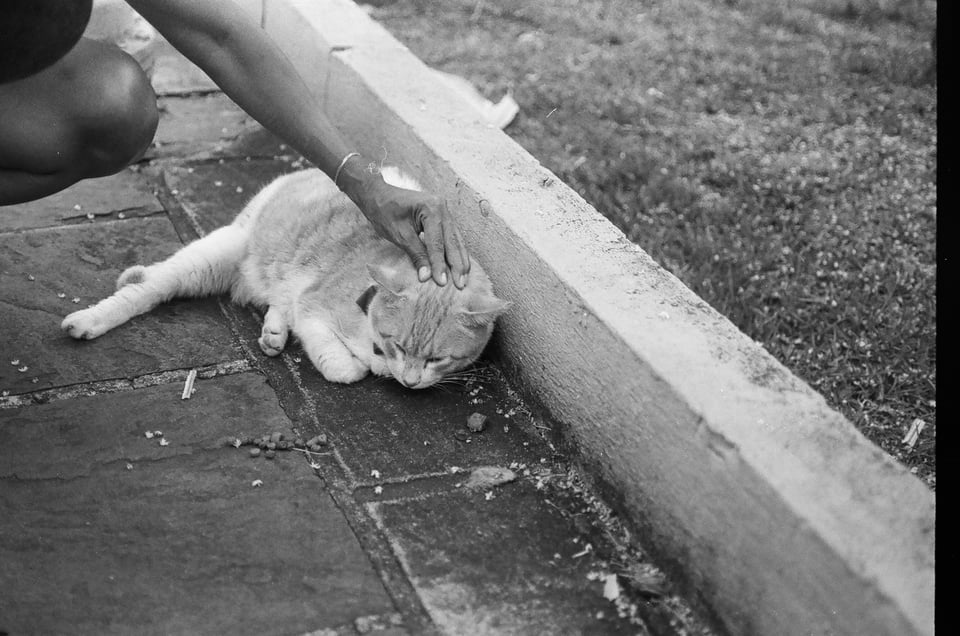 a hand petting an orange cat, who is relaxing next to a curb.