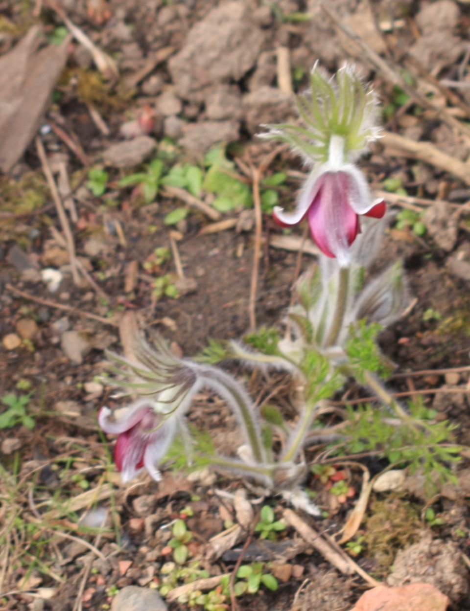 a small clump of pasque flower on the verge of opening.The sepals of the bell-shaped flowers are covered with silvery down, and the petals between are a rich burgundy