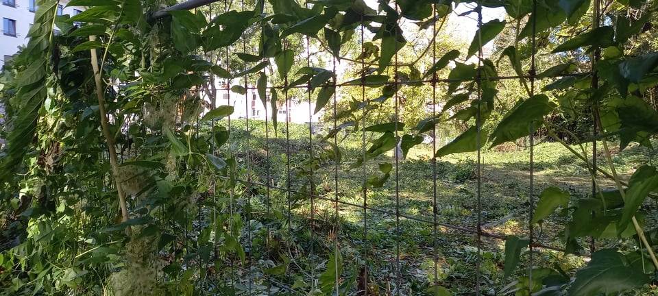 Image from an empty lot in my area, that tends to get overgrown with plants over the course of Spring and Summer. This image however shows it right in the process of being cleared out by the City. It will all grow back come next Spring.